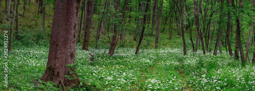 Tableau sur toile Shady deciduous forests with thickets of wild garlic