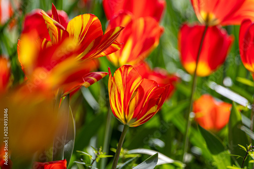 Makro-Ausschnitt eines Tulpenfeldes mit rot-gelben Tulpen im warmen Sonnenschein