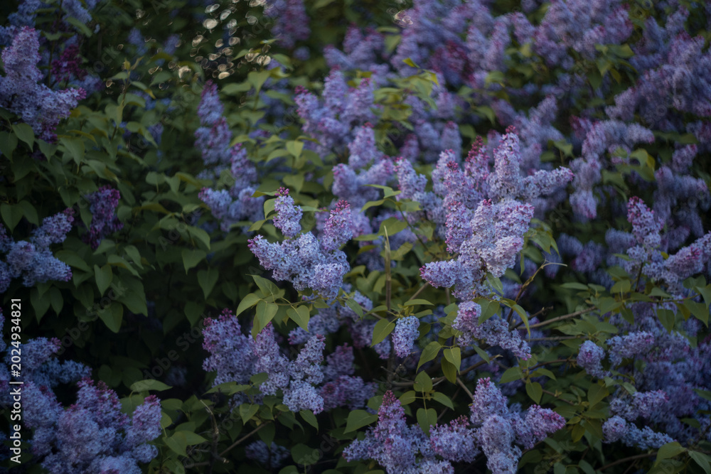 Obraz premium blooming lilac bushes with purple сирень flowers in spring garden