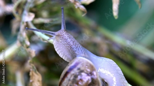 Snail in the grass after rain 