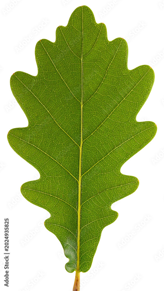 Fototapeta premium Green oak leaf showing natural texture and transparent background