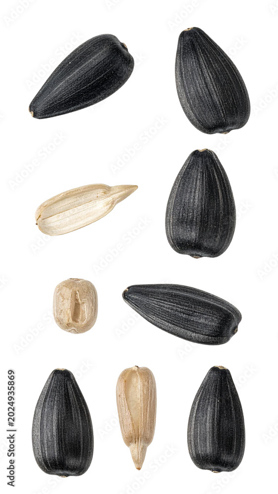Fototapeta premium Sunflower seeds and kernels transparent background
