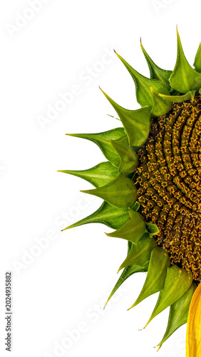 Photography Sunflower head with green bracts on transparent background