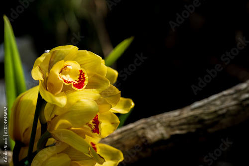 Photos Macro shot of yellow cymbidium orchid with red spots on petals.
