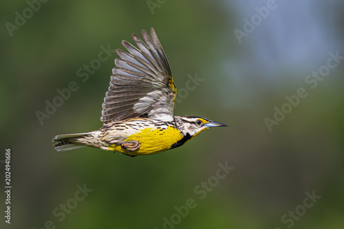 Closeup of an eastern meadowlark in flight.