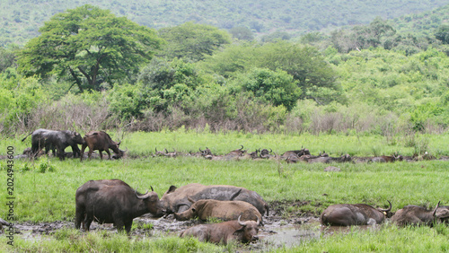 Photos Herd of Cape buffalo (Syncerus caffer) and white Rhinoceros (Ceratotherium simum) gathered at a muddy waterhole in Hluhluwe-iMfolozi Park, KwaZulu-Natal, South Africa