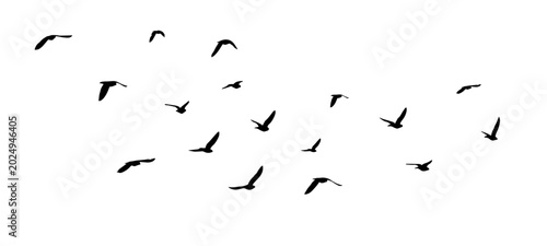 Slika na platnu Flying birds silhouette flock