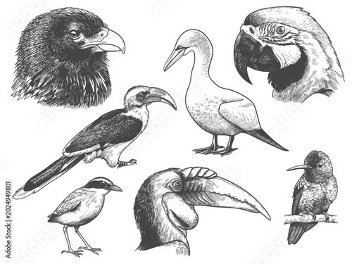 engraving birds
