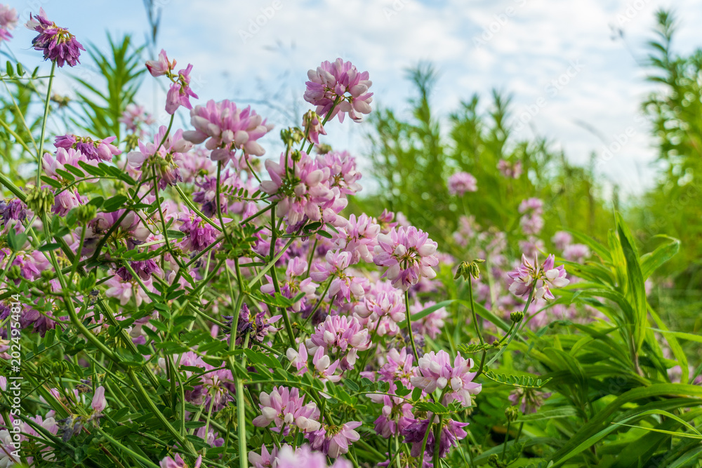 Fototapeta premium Wildflowers Bloom in a Field Under a Blue Sky With Clouds During Midday in Spring Showing a Mix of Pink and Green Colors