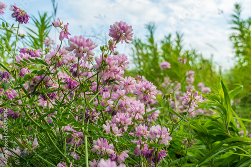 Canvas-taulu Wildflowers Bloom in a Field Under a Blue Sky With Clouds During Midday in Sprin