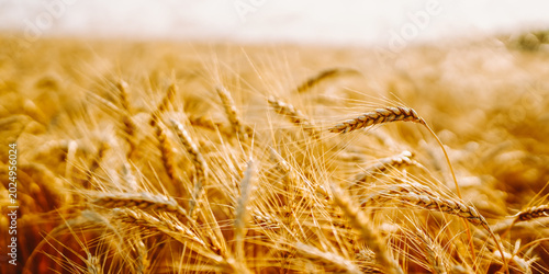 Photos Golden wheat sways gently in the field under strong sunlight