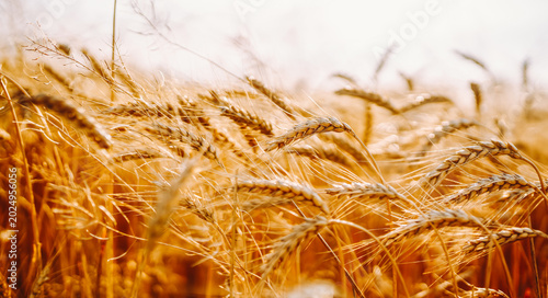 Tablou pe pânză Golden wheat sways gently in the field under strong sunlight