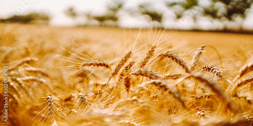 Slika na platnu Golden wheat sways gently in the field under strong sunlight