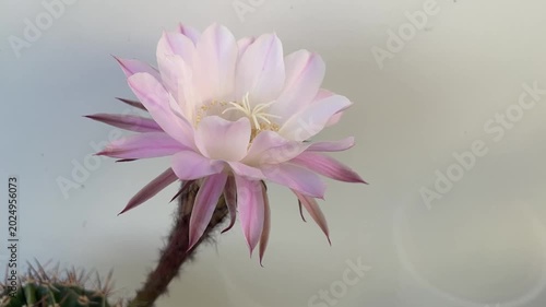 Die schöne Blüte eines Kaktus.