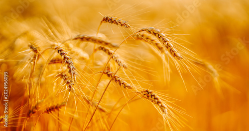 Slika na platnu Golden wheat sways gently in the field under strong sunlight