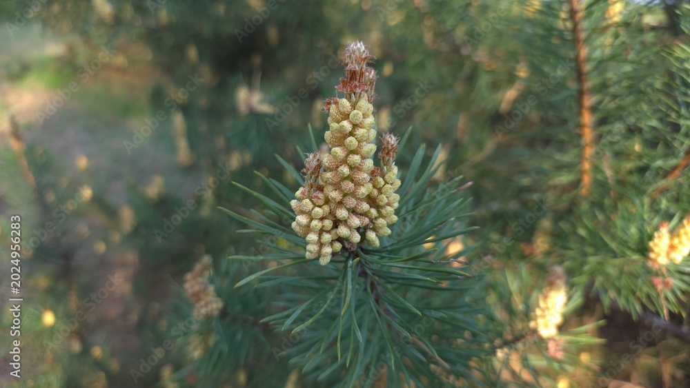 Obraz premium Close-up of young yellow pine pollen cone growing on green needle branch under sunlight against blurred forest background, concept of new life and spring blossom