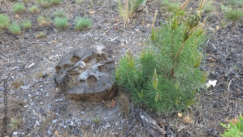 Obraz na płótnie Young green pine tree sprout growing near old rotting wooden stump on dry ground