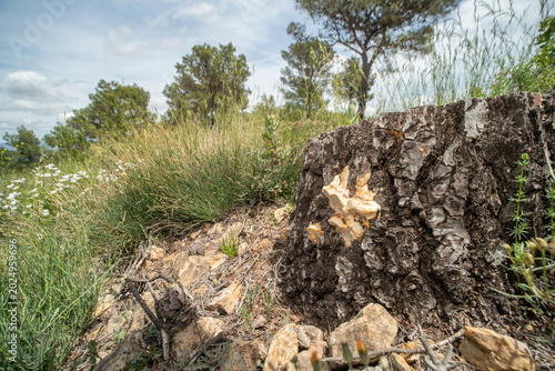 Bild auf Leinwand Wood-decay fungus similar to Aurantiporus growing on dead trunk in Spain