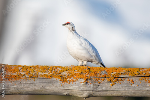 Photography Beautiful Rock ptarmigan bird in the nature of Iceland