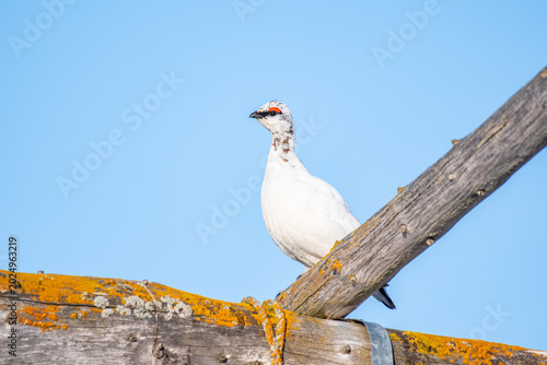 Photos Beautiful Rock ptarmigan bird in the nature of Iceland