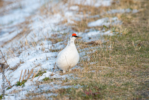 Tableau sur toile Beautiful Rock ptarmigan bird in the nature of Iceland