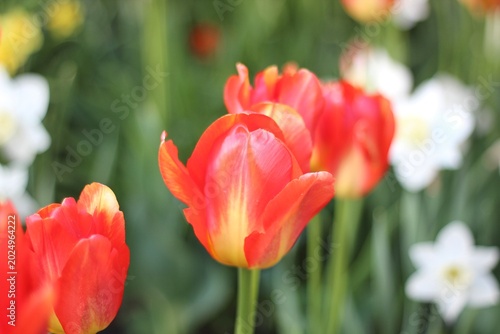 Red beautiful flowers red tulips spring photo 