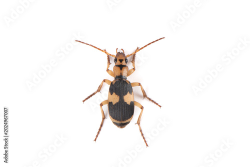 Valokuva Asian bombardier beetle isolated on white background