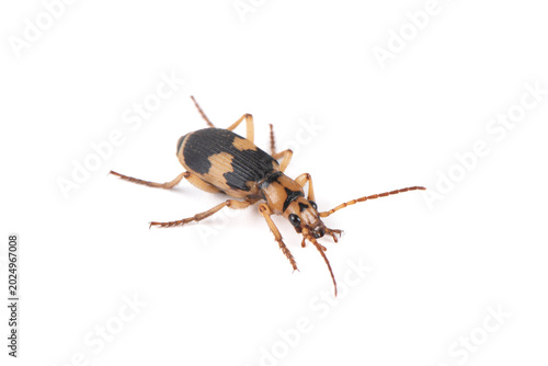 Asian bombardier beetle isolated on white background