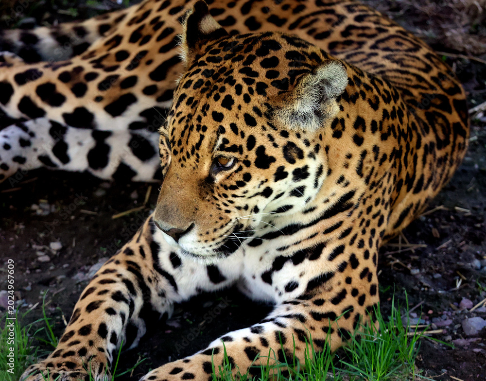 Fototapeta premium Jaguar is a cat, a feline in the Panthera genus only extant Panthera species native to the Americas. Jaguar is the third-largest feline after the tiger and lion, and the largest in the Americas.