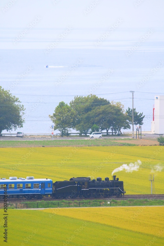 Fototapeta premium 黄金色の稲穂と広大な湖を背景に煙を上げて走るSL（蒸気機関車）