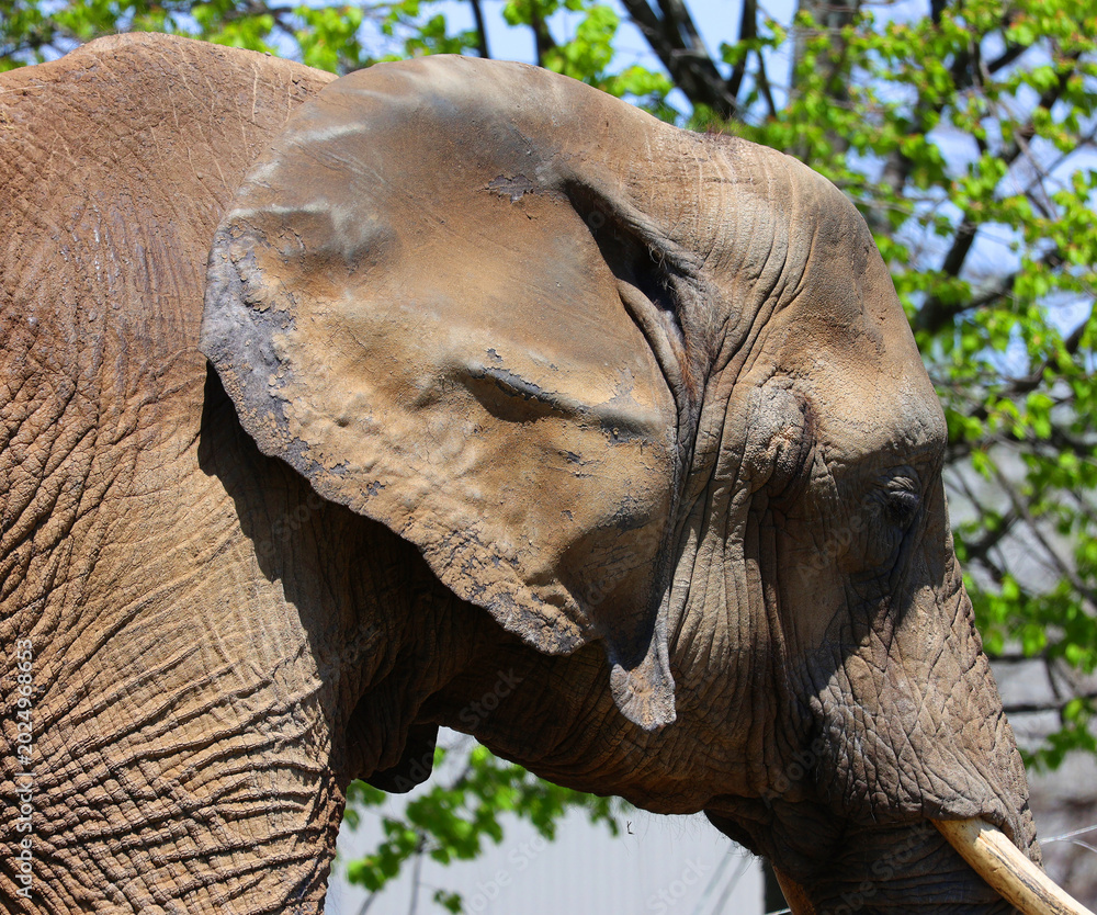 Fototapeta premium African elephants are elephants of the genus Loxodonta. The genus consists of two extant species: the African bush elephant, L. africana, and the smaller African forest elephant,
