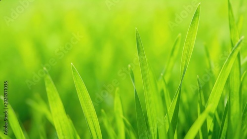 Closeup of vibrant green grass blades