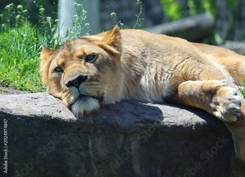 Cuadro en lienzo Lion is one of the four big cats in the genus Panthera, and a member of the family Felidae