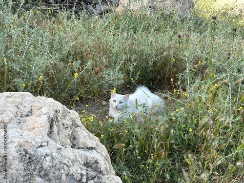 Photography cat sits on ground outside in the wild