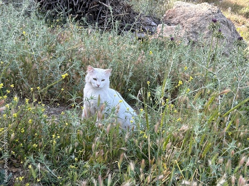 Photography cat outdoors in the wild