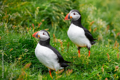 Photography Two Atlantic puffins standing in lush green grass in Iceland during summer, showcasing colorful orange beaks and black-and-white plumage