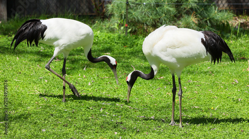 The red-crowned crane (Grus japonensis), also called the Manchurian crane or Japanese crane, is a large East Asian crane among the rarest cranes in the world.