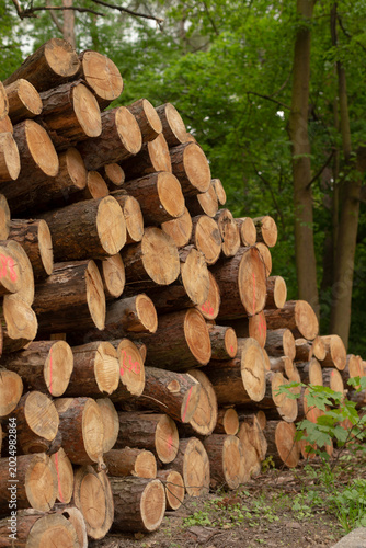 фотографія Rows of cut logs in managed forest, visible regeneration cues and canopy, sustai
