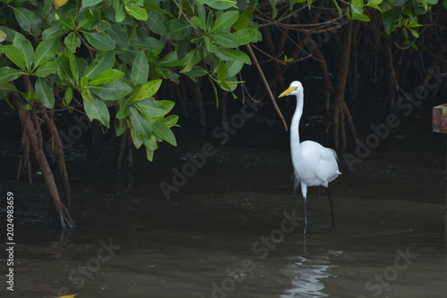 Tableau sur toile Garza en cienaga