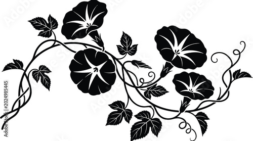 Konstfotografi Morning glory flowers black silhouette vector illustration of blooming vines and