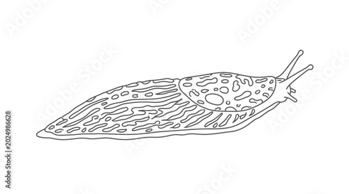 Φωτογραφία Outline illustration of a spotted slug on a white background