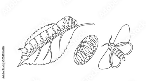 Fotografie Caterpillar, Cocoon, and Moth Life Cycle Stages Outline Drawing