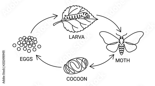 Konstfotografi Silkworm Life Cycle: Eggs, Larva, Cocoon, Moth Diagram