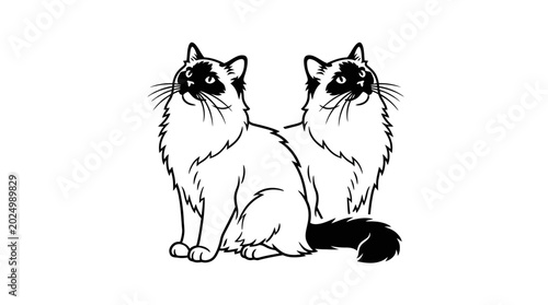Foto Two Siamese Cats Sitting Side by Side, Looking Up - Line Art Illustration