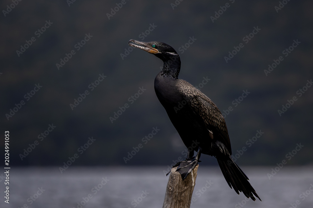 Fototapeta premium Neotropic Cormorant