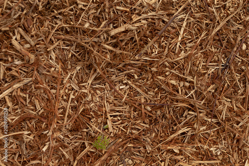 Schilderij op canvas Mulch covered ground with tiny sprout and fresh green tip, closeup of shredded b