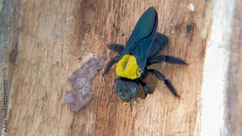 Yellow-banded Carpenter Bee Boring a Tunnel Hole into a Wooden Structure Close-up