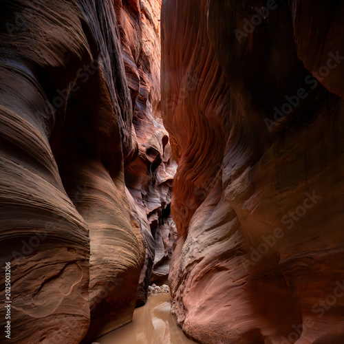 Fotografie Bulbous Walls Of Buck Skin Gulch With A Flooded Floor