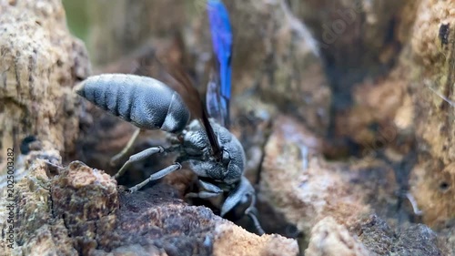 Black Mason Wasp with Purple Iridescent Wings Preparing Nest on Weathered Wood, Macro Close-up