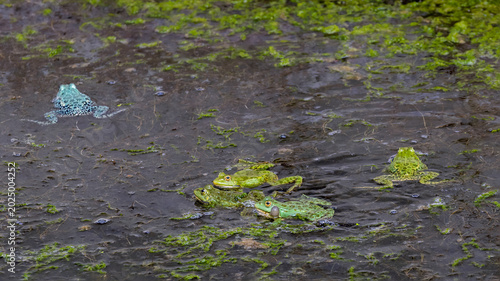 Foto Group of frogs on surface of water